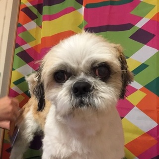 若いシーズーの男の子