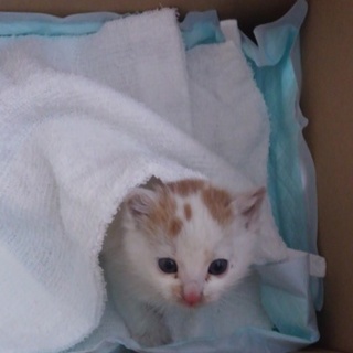 とっても可愛い子猫ちゃんです♪