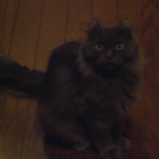 家族に迎えてください