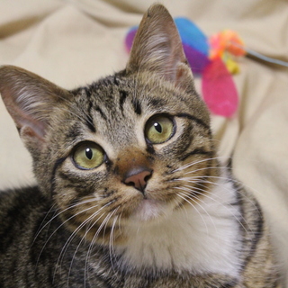 【オシャレ】！里親募集です！【柄】