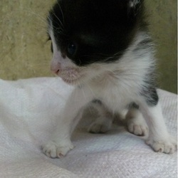 ねこを通じて・・・・　