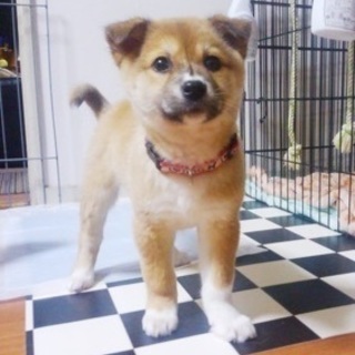 雑種♀4ヵ月齢のミア♡ご家族さま決定！