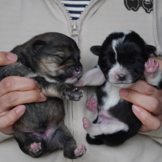 子犬が産まれました