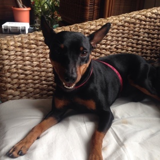 里親募集 ミニチュアピンシャーオス1歳