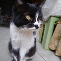 黒白の小柄猫、里親募集