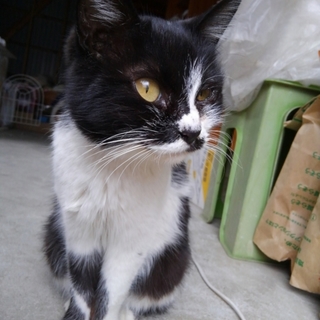 黒白の小柄猫、里親募集