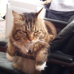 「伝染性腹膜炎」サムネイル2