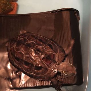 イシガメを飼いたい方