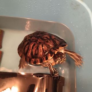 元気のいいミドリガメ