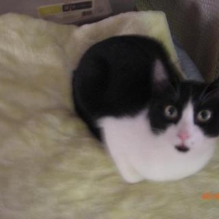 クーちゃん、メス不妊済み、ワクチン済み２歳