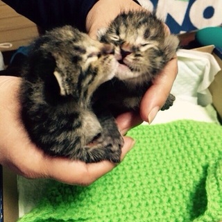 なるべく2匹同時okという方。