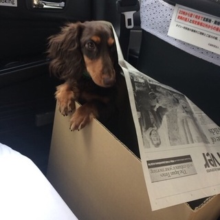 ダックス君の里親様募集。