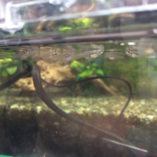 国産グッピーの里親様募集