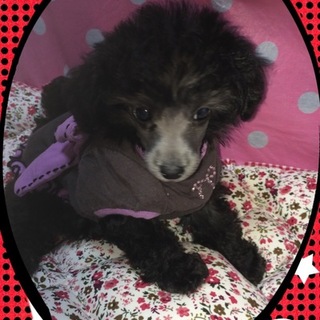 2ヵ月トイプードル女の子