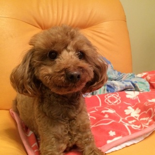 トイプードル 成犬