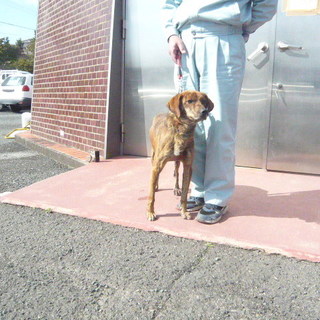 愛称ゴマちゃん・・とても人なつっこいトラ毛の男の子