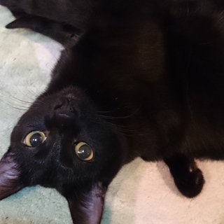 不思議ちゃん？な黒猫 潤くん！