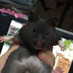 れいちゃん　おとなにｗ