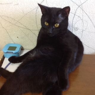 まるで小さいなくまちゃん