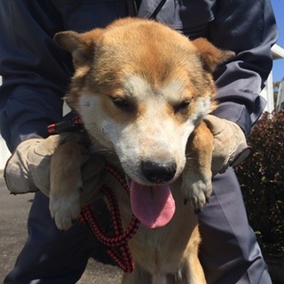 犬舎満杯・緊急！！人なつっこい柴系男の子の家族募集