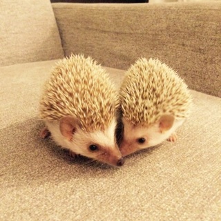 募集停止。順に返信していきますのでお待ち下さい。