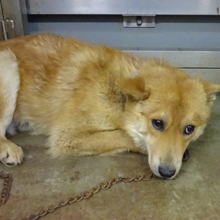 可愛いお顔の男の子、フナッシーです！