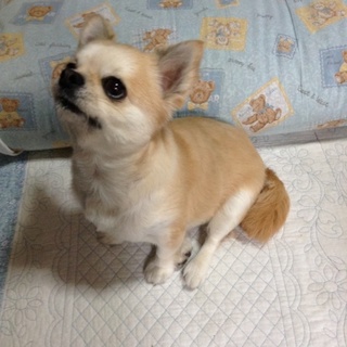 おとなしい犬です