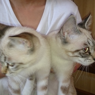 メス子猫５ヶ月  別々でも大丈夫です