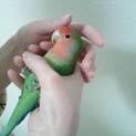 ありがとうございました　コザクラインコ　ノーマル