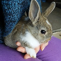 ウサギ里子写真用