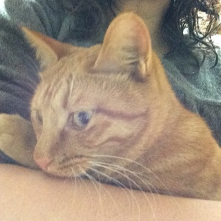 女性希望☆つぶらな瞳の茶トラ。しじみちゃん