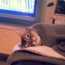 「弁天様がやってきた」サムネイル2