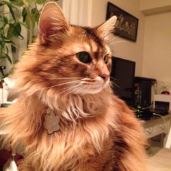 「弁天様がやってきた」サムネイル3