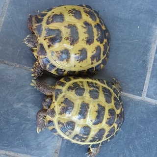 ロシアリクガメ２匹　里親募集