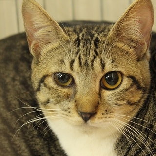 甘えん坊な美人キジ白