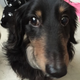 急募‼️ダックス7歳の里親様を募集しています