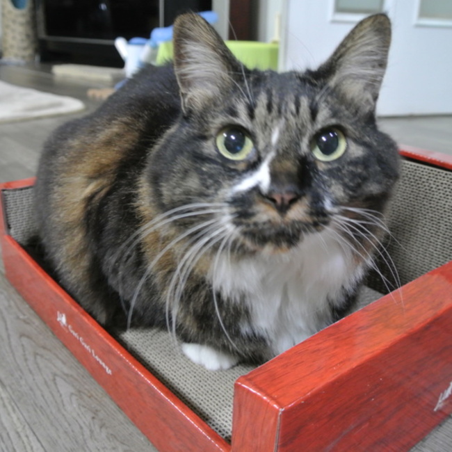 chakokoyukiのカバー写真