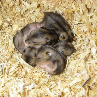 ジャンガリアンハムスター（ノーマル）差し上げます