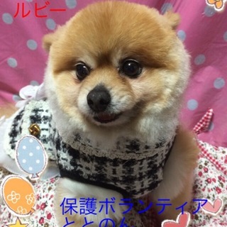 大人しく甘えん坊なポメラニアン・ルビー４才♀