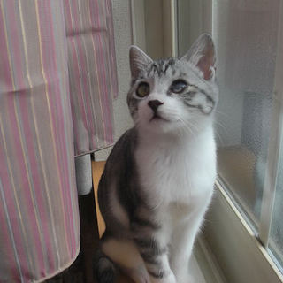 恥ずかしがりやのバトーです★