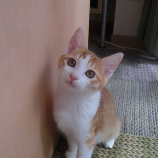 おしゃべりで甘えん坊なシュシュです❤