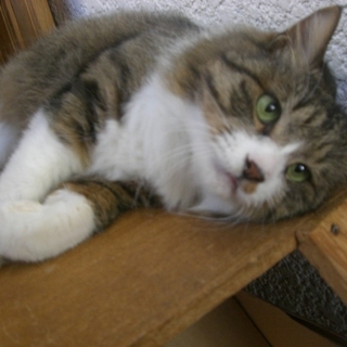 ★ノルウェージャン・ハーフの大福ちゃん★