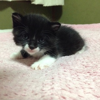◇３月５日産まれの子猫◇ 黒猫 白い靴下が可愛い