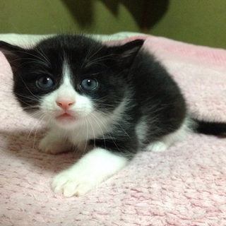 ■３月５日産まれの子猫■黒猫ハチワレ 男の子
