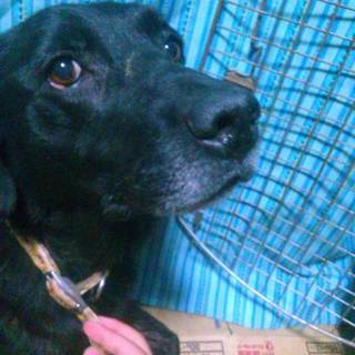 大きいけど甘えん坊