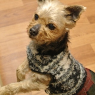 優しいヨーキー♀５～６歳、３．４キロ