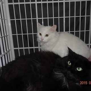 仲の良い、長毛のホワイト＆ブラック　