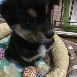 雑種子犬です*\(^o^)/*