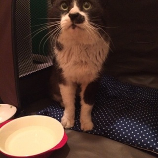 甘えん坊猫ちゃん！里親募集中！