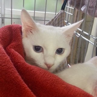 白物姉妹　杏仁